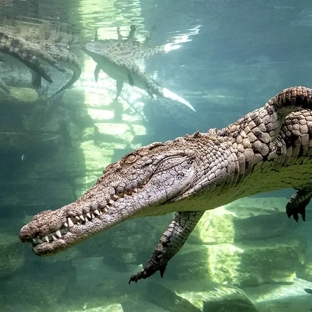 Dubai Crocodile Park