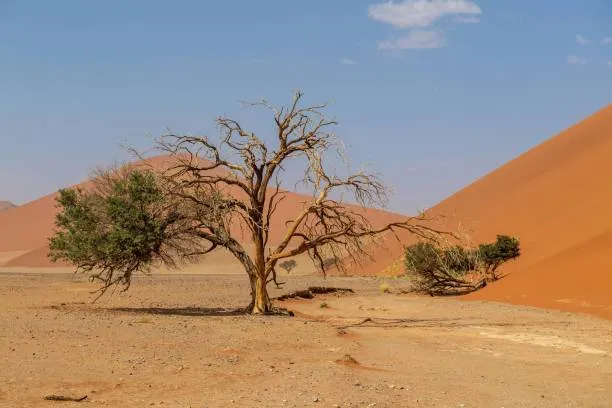 Explore the Empty Quarter Desert.