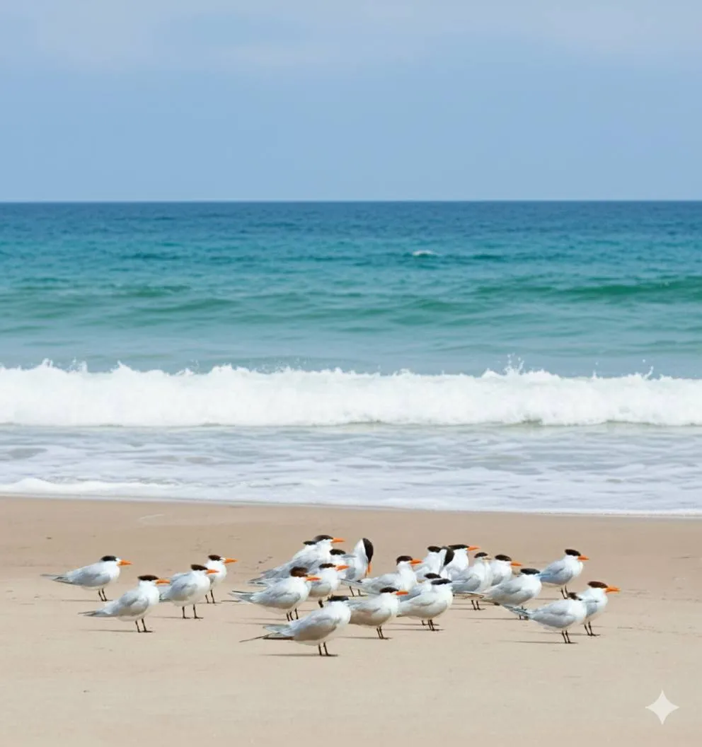 Salalah Beaches Bird Watching Adventure